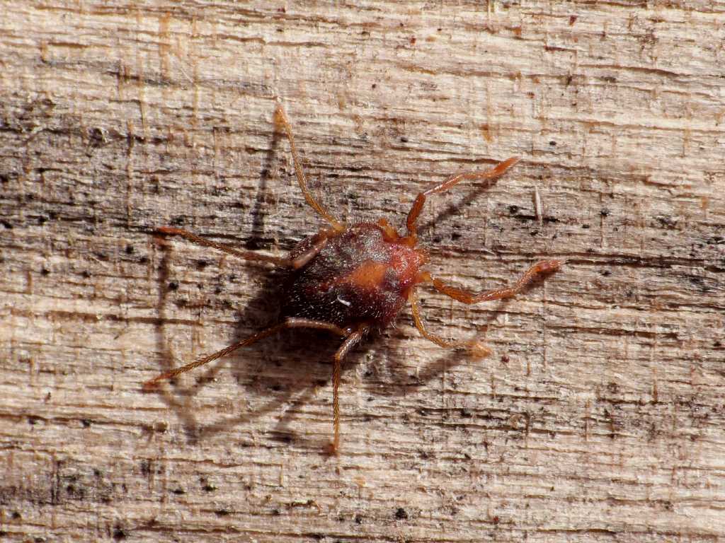 Erythraeidae?